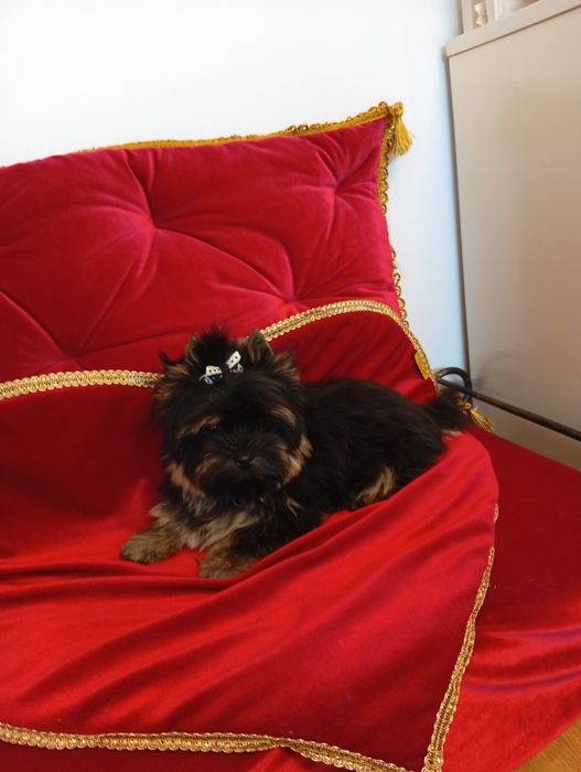 Mini samczyk Yorkshire terrier, nie biewer