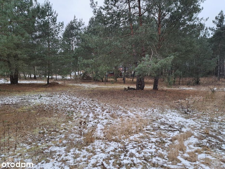 Puszcza Notecka Tanie działki budowlane bezpośrednio 50km od Poznania