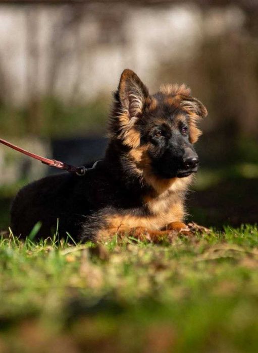 Довгошерстний хлопчик німецької вівчарки.