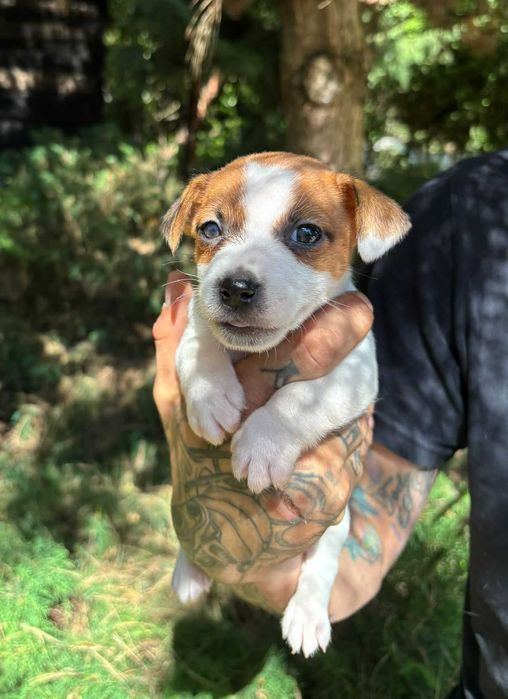 Jack Russell Terrier FCI szczeniaki