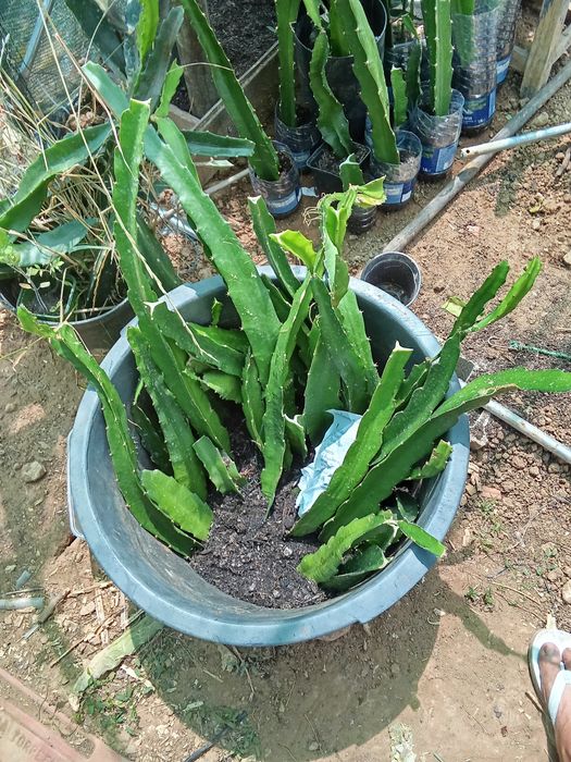Mudas de pitayas