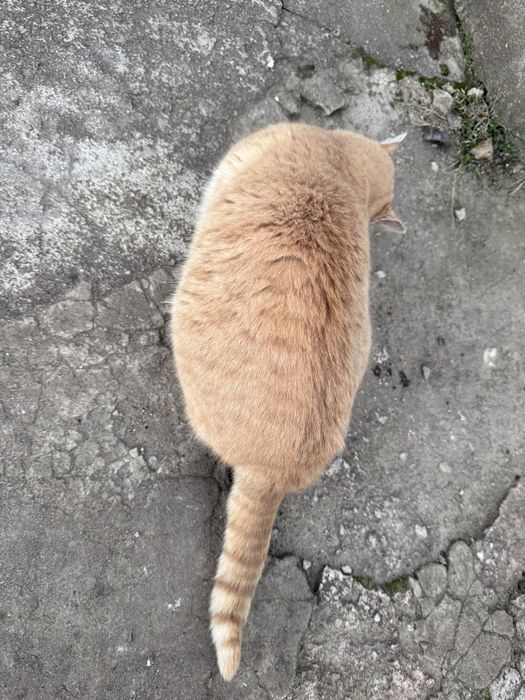 Бесплатно в добрые руки