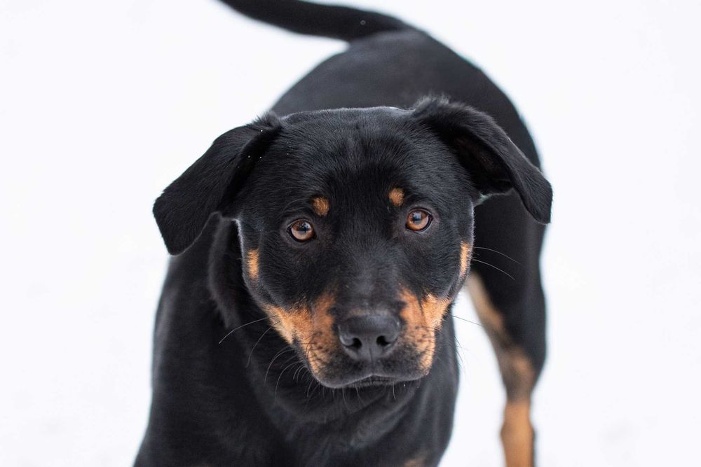 Corly: uległy i pozytywny przytulas