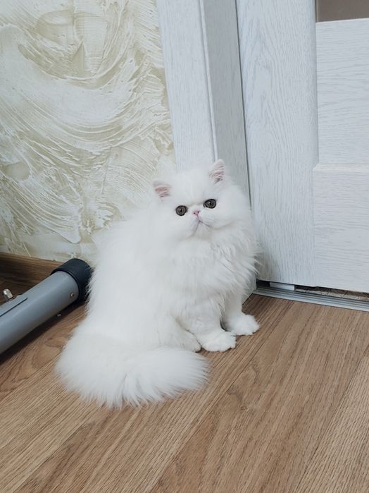 Персидський хлопчик