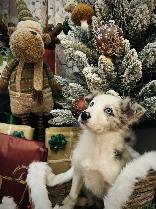 Excelente Menina border collie blue merle olhos azuis