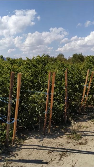 Продам Саженцы Грецкого ОРЕХА Привитого и черенки ГОЛАНДИЯ