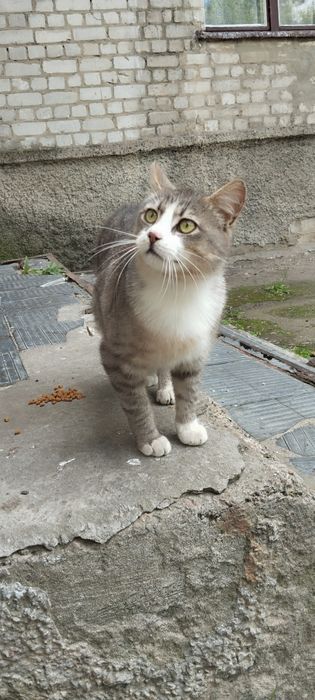 Безкоштовно котик