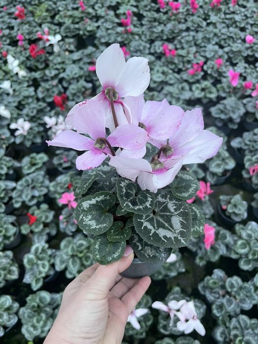 Цикламен  12 стаканчик