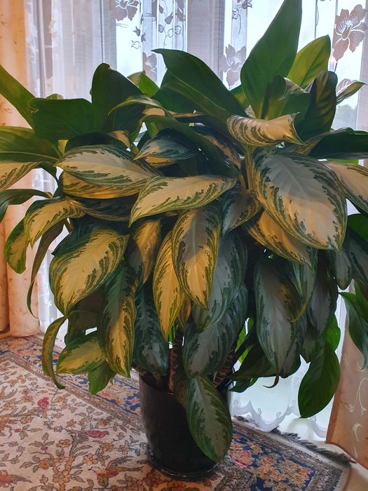 Duza roslina calathea Aglaonema silver bay z doniczka ceramiczna