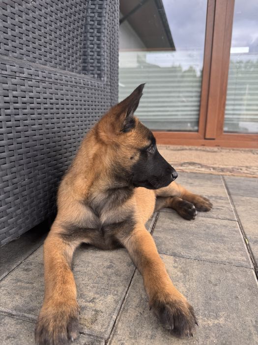 Owczarek belgijski malinois
