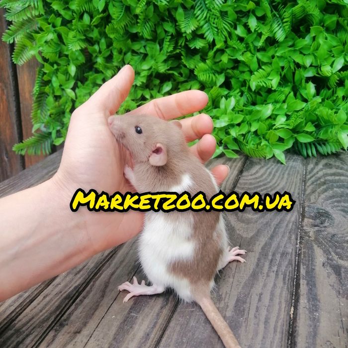 Крыса крысы крыски Дамбо криси криски крисенята щури щурики щуренята