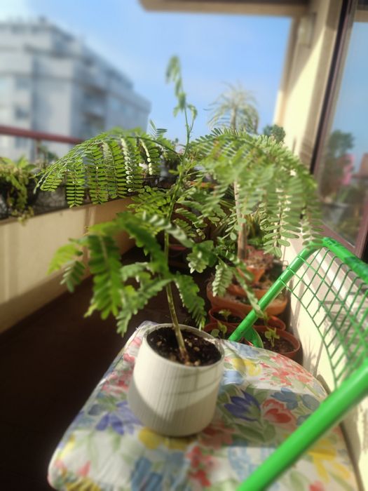 Flamboyant (Delonix regia) – 40 cm – Vaso Cerâmico Incluído