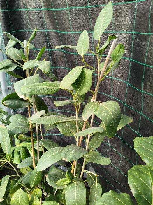 Ficus Audrey - planta em vaso
