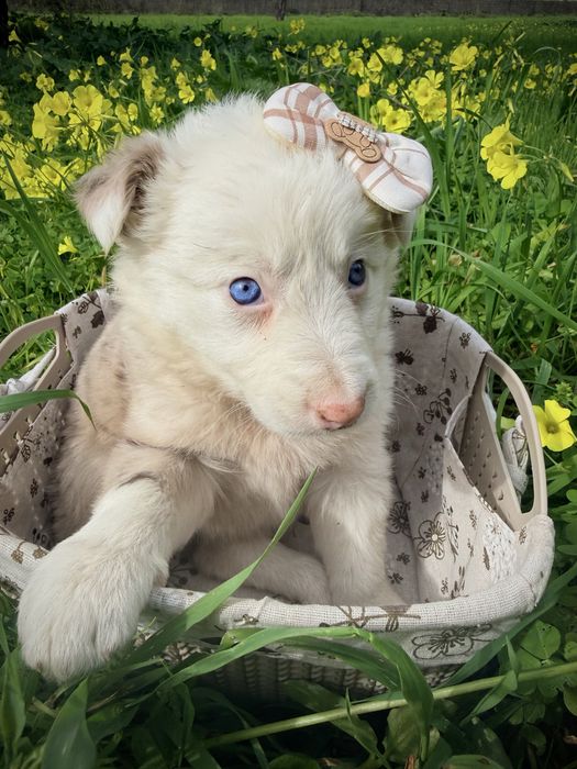 Menina border collie red merle olhos azuis