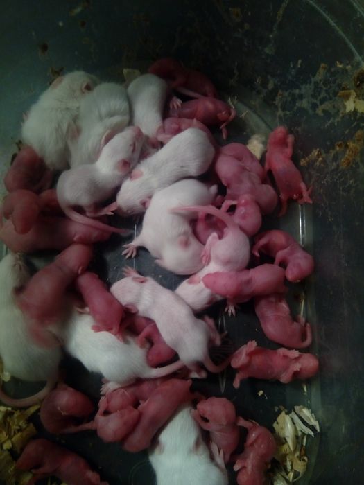 Мыши и крысы кормовые