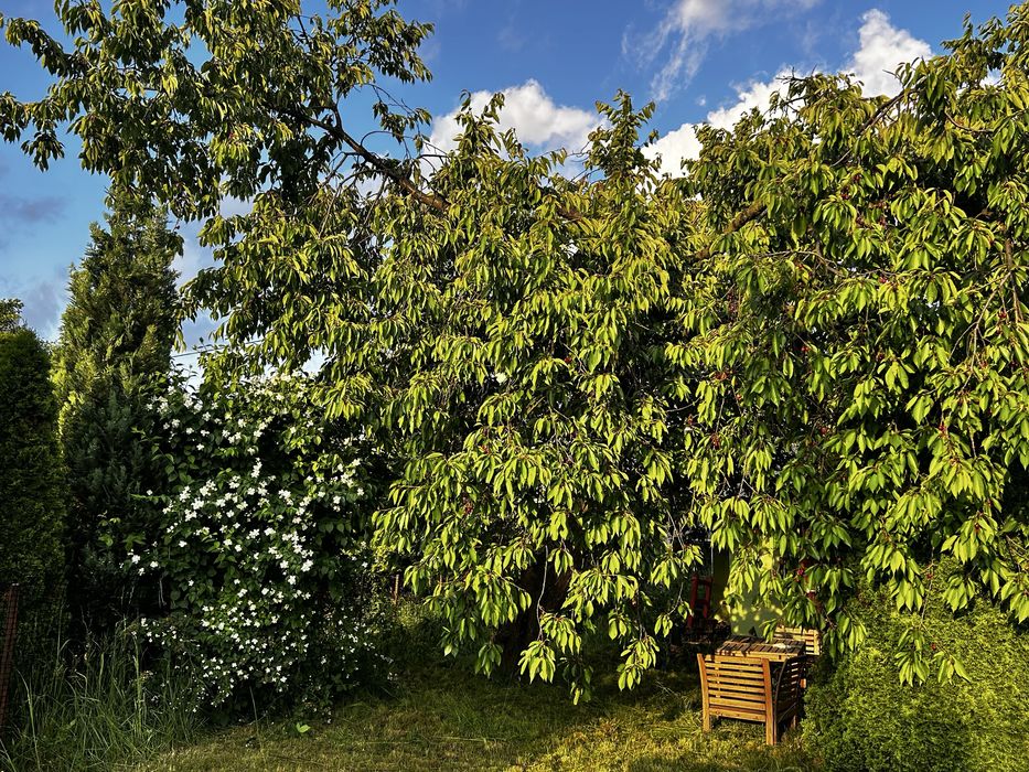 Sprzedam działkę ROD Czeladź