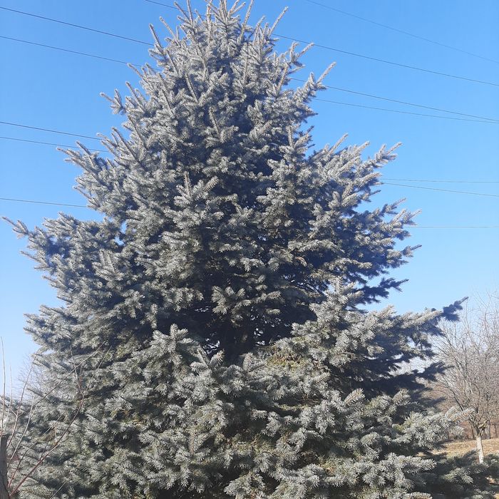 Ялинка голуба."серебро".
