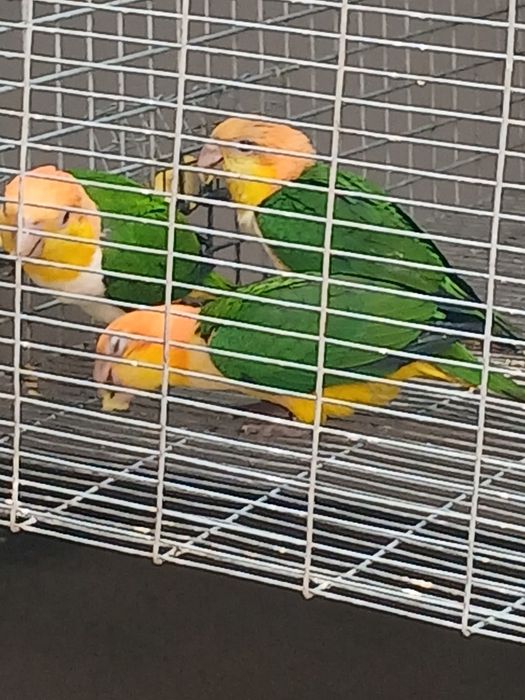 Marianinhas  canelas 2  fêmeas  1 macho