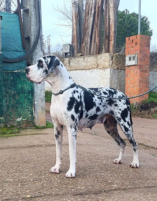 Dogue alemao femêa