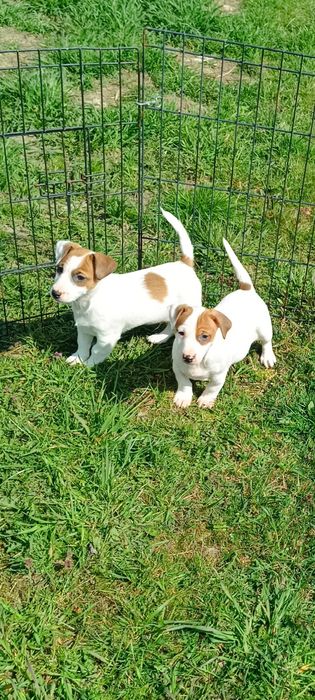 Jack Russell Terrier