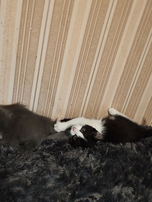 Віддам чудову кішечку в добрі руки!!! Васильків/район, Київ привезу