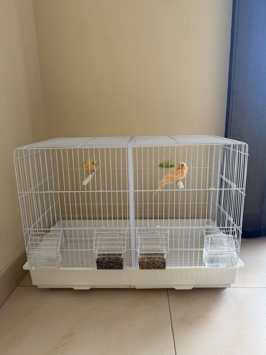 Canarios e gaiola