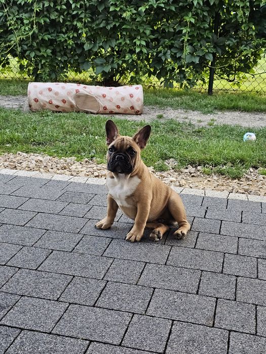 Buldog francuski