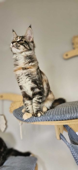 Kotka Maine Coon  miot "K" KARLA