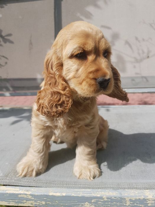 Cocker Spaniel angielski suczka