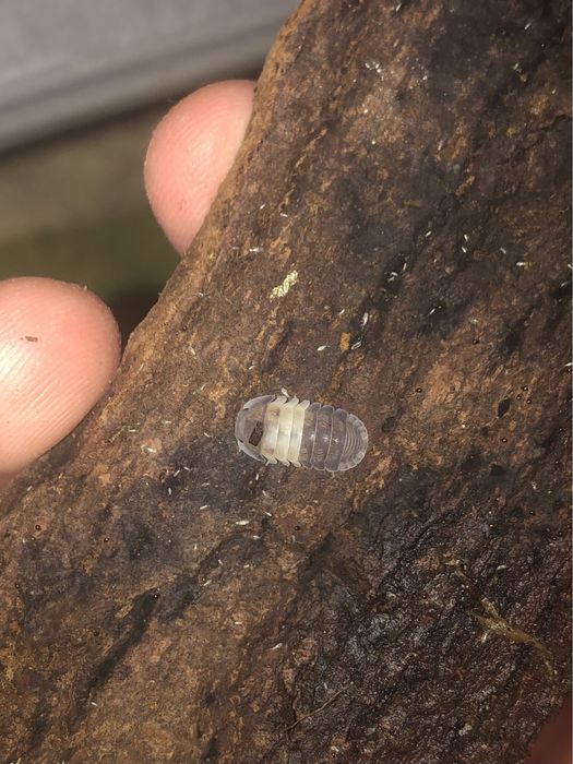 Мокриці (оранжеві і панди )