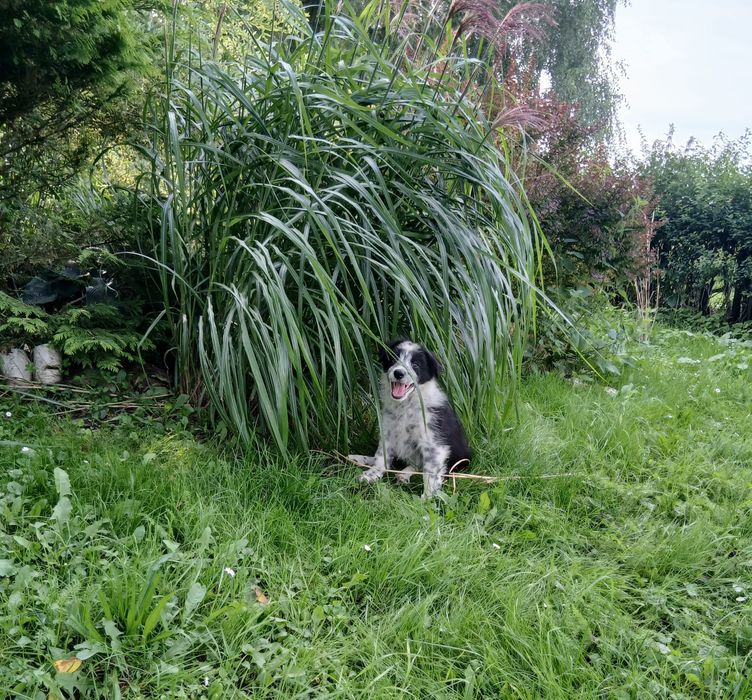 Border Collie piesek z rodowodem