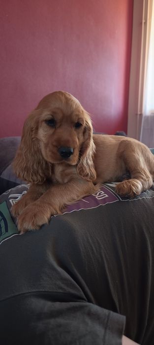 Szczeniaki Cocker Spaniel