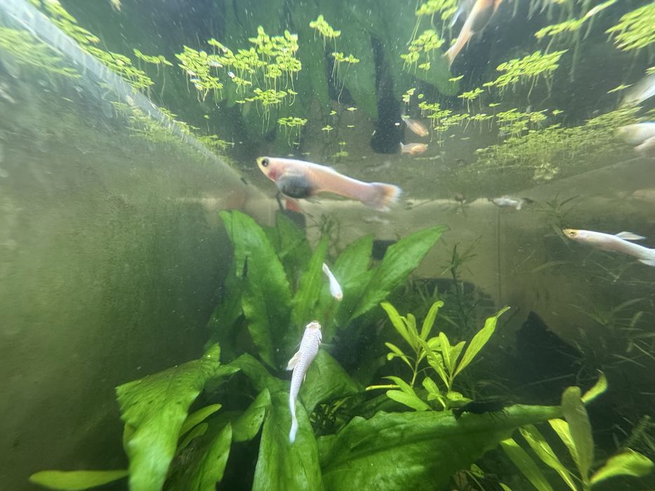 Guppies Snow White