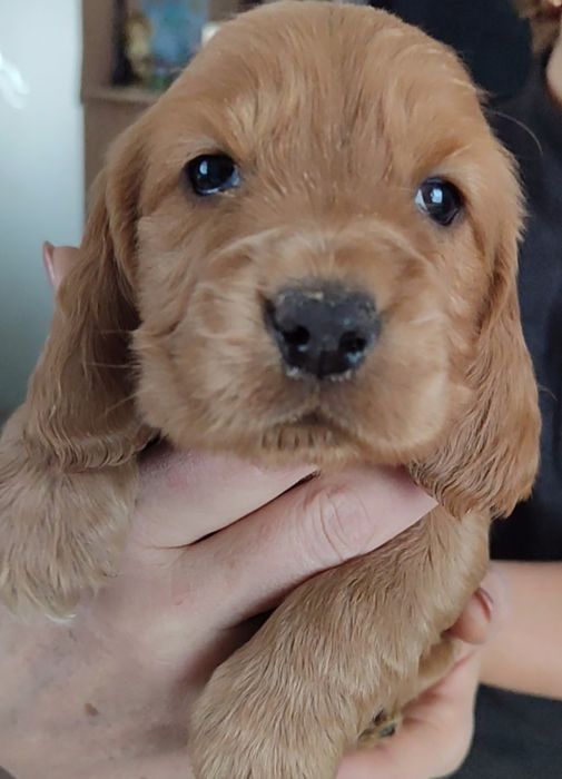 Цуценята породи англійський кокер спаніель