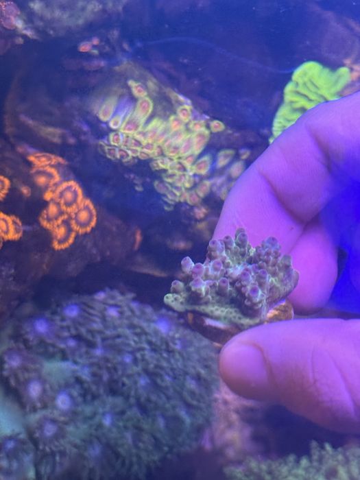 Acropora hiacyntus koralowiec. Akwarium morskie