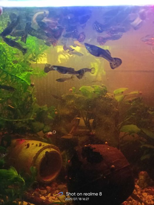 Gupiki , samce , samice