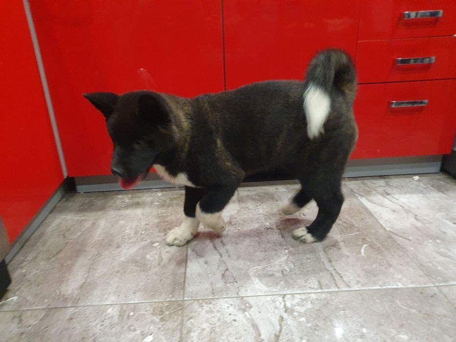 Akita Amerykańska Okazja