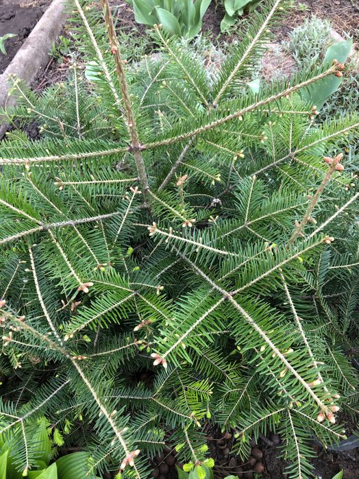 Саджанці ялинки   карпатської