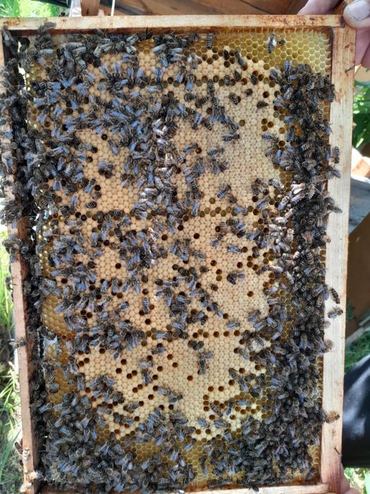 Sprzedam rodziny pszczele
