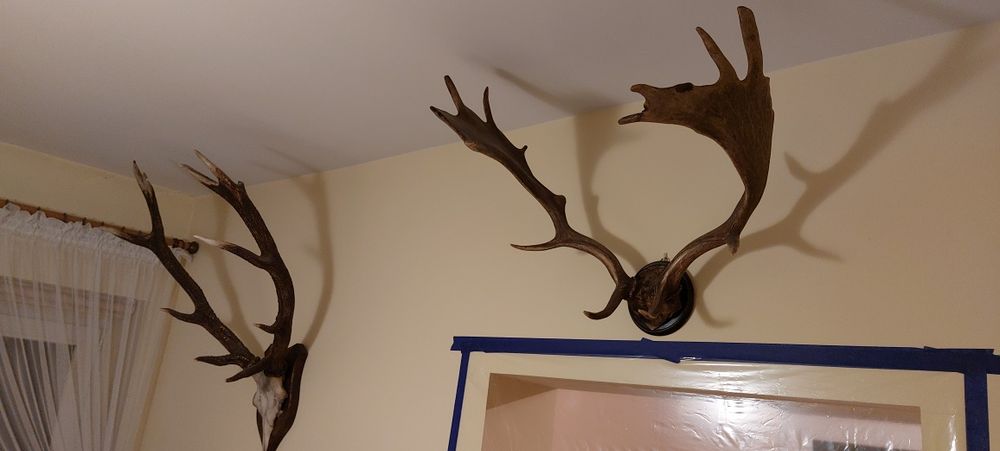 Sprzedam rogi poroże zrzuty