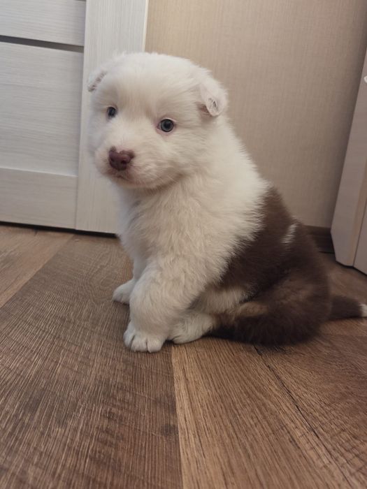 Цецунята Ауссі хлопчики