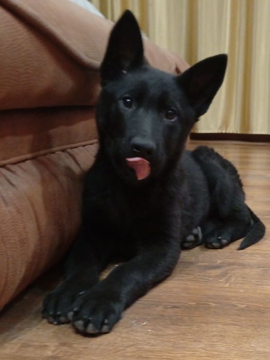 Щенки черной немецкой овчарки