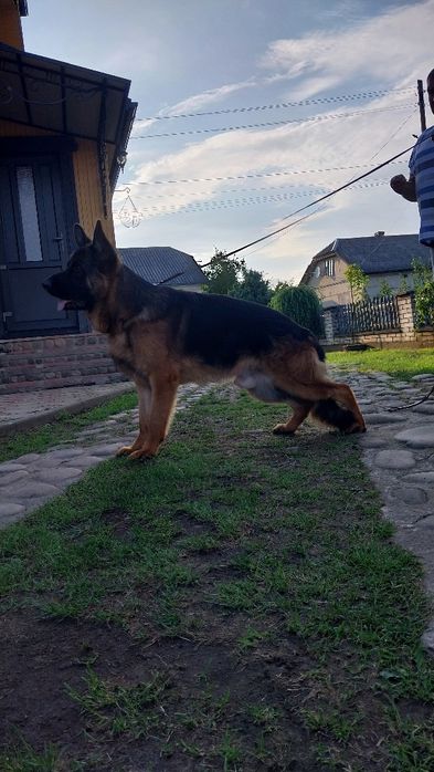 Вівчарка німецька