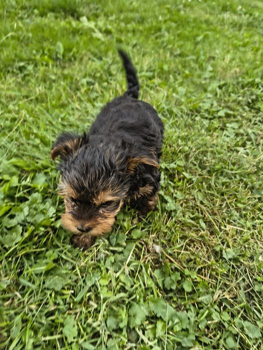 Suczka yorkshire terrier