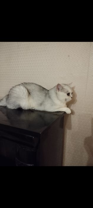 Вязка прямоухого шотландца