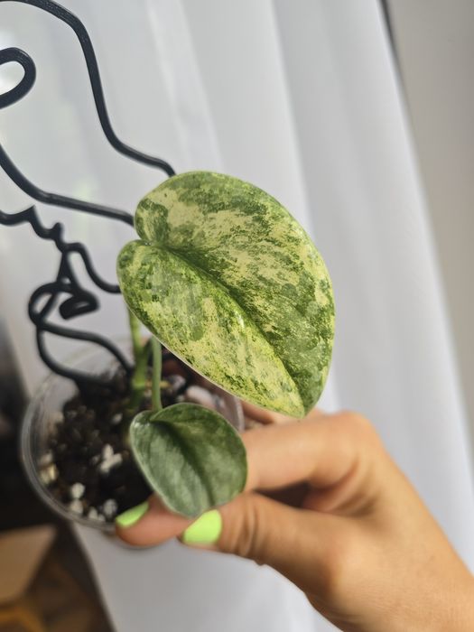 Scindapsus  bahorok