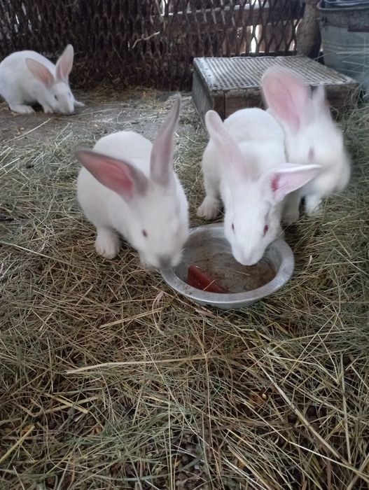 Кролик Білий Панон