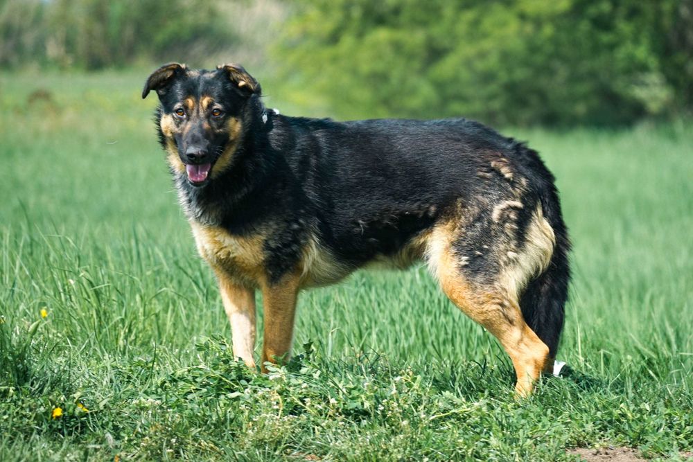 Mewa - śliczna suczka