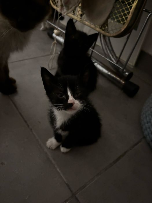 Gatinhos para dar