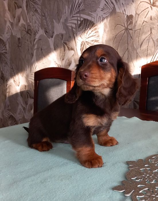 Jamnik miniatura długowłosy